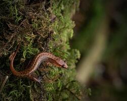 dvärg salamander, desmognathus wrighti foto