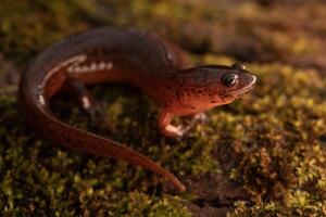 östra lera salamander, psuedotriton montanus montanus foto