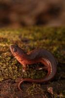 östra lera salamander, psuedotriton montanus montanus foto