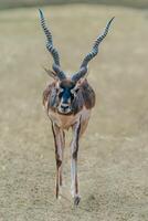 de blackbuck, också känd som de indisk antilop foto