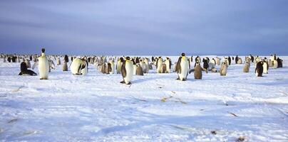 kejsare pingviner, aptenodytes forsteri, på is isflak, atka bukt, weddell hav, antarctica foto