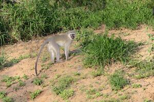 vervet apa, cercopithecus ethiops, gående på gräs, kwazulu natal provins, söder afrika foto