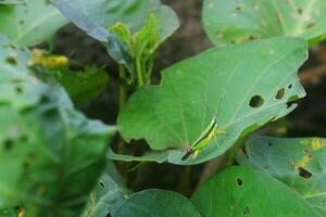 närbild Foto av grön insekter på grön löv