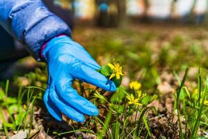 hand i medicin handskar tar först vår blommor från jord. karantän tid. covid-19 och coronavirus. pandemisk. foto