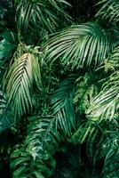 tropisk grönska, naturens duk avtäckt, botanisk trädgård, blommig bakgrund, och de väsen av växt tillväxt i landskap design foto