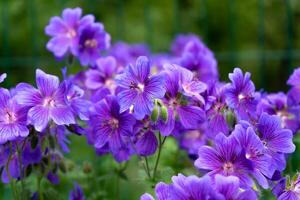 underbar lila bohemisk geranium. lila geranium blommor i de rabatt. skön bakgrund. rosa och violett blommor, botuns och löv. trädgårdsarbete. blomma säng foto