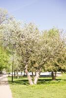 ett äpple träd i en blomning parkera, de allmän plan.blomning grenar av ett äpple träd med vit blommor, en bakgrund av vår natur foto