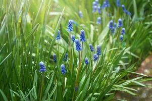 vår blommor av muscari armeniacum bland grön gräs i en vår trädgård i solljus foto