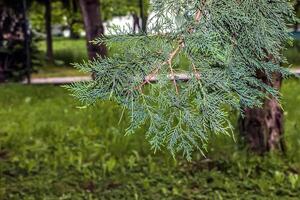 cypress löv, cupressocyparis leylandii, skön grön blad textur foto