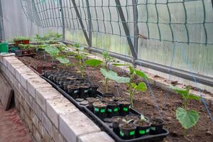 biogurka plantor i en växthus i tidigt vår, trädgårdsarbete begrepp, sträckt maska som en Stöd för de växt foto