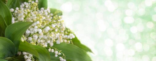 lilja av de dal, blommande vår blommor, bukett med plats för text på bokeh bakgrund, horisontell bakgrund, baner foto