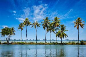 palmer på kerala bakvatten. gränd, Kerala, Indien foto