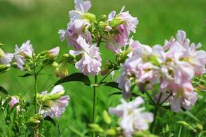 soapwort vit blommor i sommar trädgård. allmänning tvålört, studsande satsning, kråka tvål, vild ljuv william växt. foto