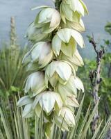 blommande yucca växt på en sjö Strand i colorado foto