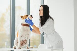 veterinär kvinna undersökning hundar hjärtslag. foto