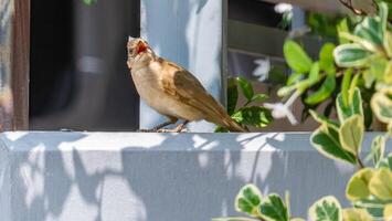 strimma- örat bulbul stå på de staket foto