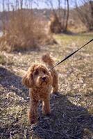 en 7 månader gammal cockapoo flicka på en koppel promenader på en solig dag foto