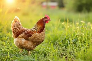 ai genererad hållbar kyckling jordbruk för frigående, organisk fjäderfän foto