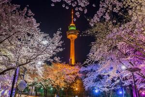 natt se av körsbär blomma festival på daegu e-world.daegu,söder korea. foto