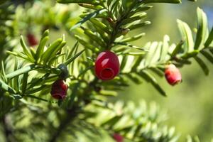 vintergröna träd stänga upp. idegran träd. grön naturlig mönster. taxus baccata. foto