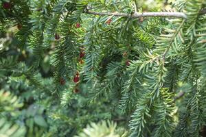 vintergröna träd stänga upp. idegran träd. grön naturlig mönster. taxus baccata. foto