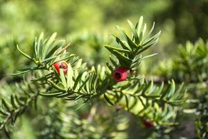 vintergröna träd stänga upp. idegran träd. grön naturlig mönster. taxus baccata. foto