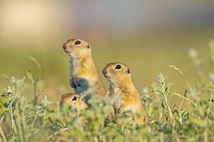 anatoliska souslik-mark ekorre spermophilus xanthoprymnus familj bland de gräs. foto