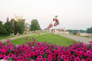 rosa blommor i novi becej, serbia foto