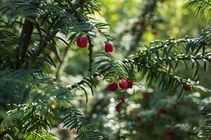 vintergröna träd stänga upp. idegran träd. grön naturlig mönster. taxus baccata. foto