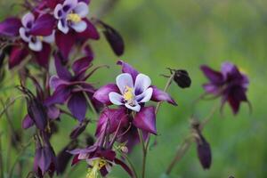 akleja coerulea, de colorado blå akleja, är en arter av blommande växt i de smörblomma familj ranunculaceae, foto