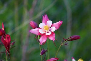 akleja coerulea, de colorado blå akleja, är en arter av blommande växt i de smörblomma familj ranunculaceae, foto