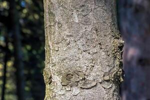 textur av de trunk bark av skott gran picea abies. natur hud bakgrund. foto