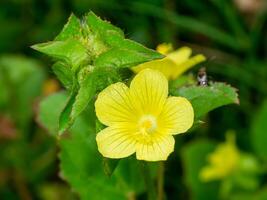 Brasilien jute eller malachra blomma foto