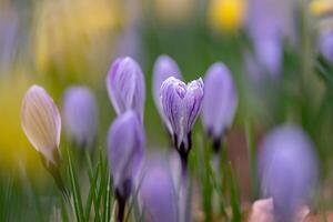 blomma foto, vackert blommor bilder, blomma bilder tapeter, blomma fotografi foto