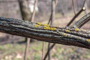 kaprifol bark lonicera maakii. bark textur i tidigt vår. foto