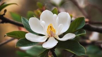 ai genererad vit sydlig magnolia blomma, louisiana stat blomma, grandiflor foto