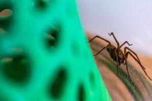 inomhus- tegenarian Spindel, i en glas burk och en korall strukturera i en hus, tegenaria, arachnida foto