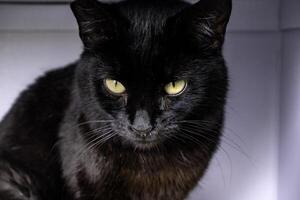 övergiven svart katt foto