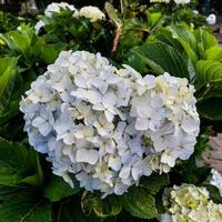 stänga upp av blomning hortensia blomma foto