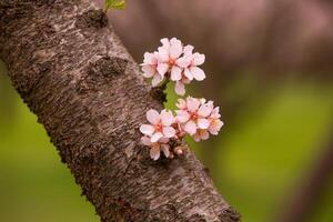 blomstrande mandel fruktträdgård. skön träd med rosa blommor blomning i vår i Europa. mandel blomma. foto