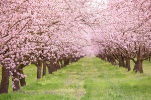 blomstrande mandel fruktträdgård. skön träd med rosa blommor blomning i vår i Europa. mandel blomma. foto