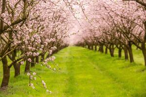 blomstrande mandel fruktträdgård. skön träd med rosa blommor blomning i vår i Europa. mandel blomma. foto