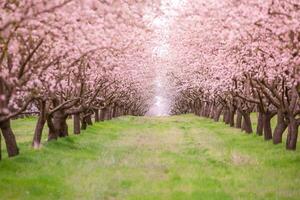 blomstrande mandel fruktträdgård. skön träd med rosa blommor blomning i vår i Europa. mandel blomma. foto