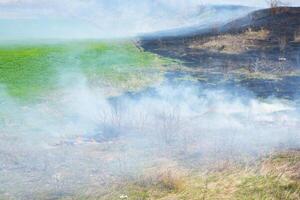 brinnande torr gräs i de fält efter de brand. naturlig katastrof. skog brand. foto