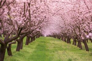 blomstrande mandel fruktträdgård. skön träd med rosa blommor blomning i vår i Europa. mandel blomma. foto