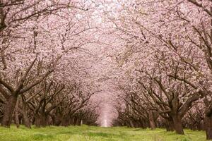 blomstrande mandel fruktträdgård. skön träd med rosa blommor blomning i vår i Europa. mandel blomma. foto