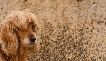 närbild porträtt av brun hundar ansikte i profil. de munkorg av engelsk cockerspaniel spaniel. lurvig och oklippt hund. baner med en hundar ansikte, innehåll för veterinär kliniker eller groomers. selektiv fokus. foto