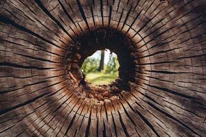 ai genererad hål i en träd trunk, naturlig trä textur bakgrund foto