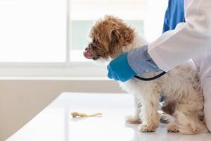 veterinärer är utför årlig kolla upp Posten på hundar till se för möjlig sjukdomar och behandla dem snabbt till säkerställa de sällskapsdjur hälsa. veterinär är granskning hund i veterinär klinik för behandling foto