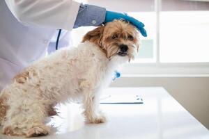 veterinärer är utför årlig kolla upp Posten på hundar till se för möjlig sjukdomar och behandla dem snabbt till säkerställa de sällskapsdjur hälsa. veterinär är granskning hund i veterinär klinik för behandling foto